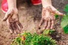 How to keep pretty hands while gardening?